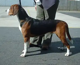 Гамильтонстёваре