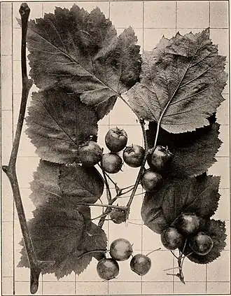 Гербарный образец