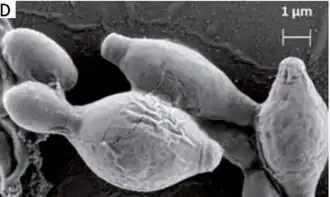 Hanseniaspora uvarum