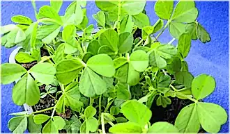 Листки клевера традиционно ассоциируют с празднованием, как Дня святого Патрика, так и Дня Шилы