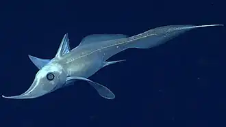 Harriotta raleighana