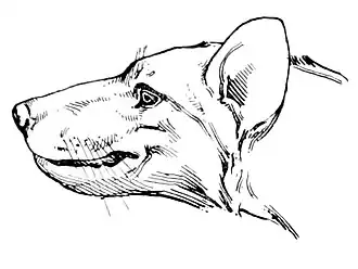 Реконструкция головы гарпаголеста