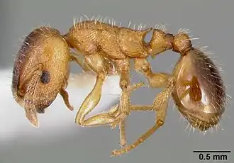 Harpagoxenus