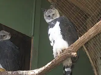 Южноамериканская гарпия