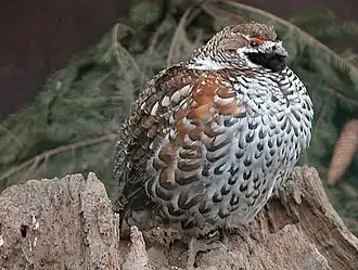 Рябчик24 марта 2007