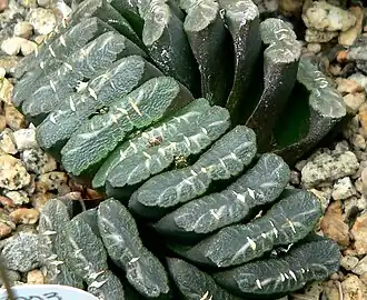Haworthia truncata var. truncata