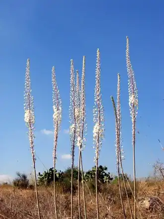 Цветущие побеги морского лука