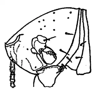 Голова блохи Tunga caecata