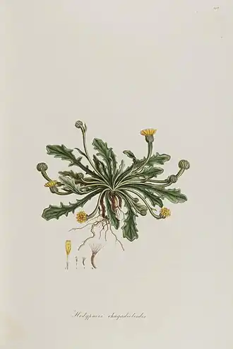 Гедипноис критская (Hedypnois rhagadioloides)