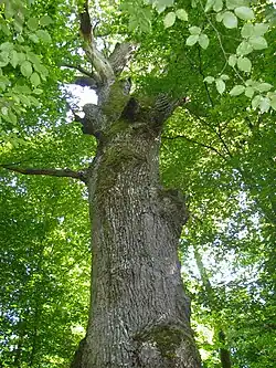 Дуб Сен-Луи (крона)