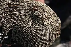 Верхняя (аборальная) сторона