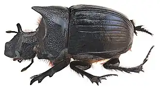 Самец Heliocopris dominus