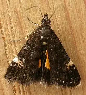 Heliothela ophideresana