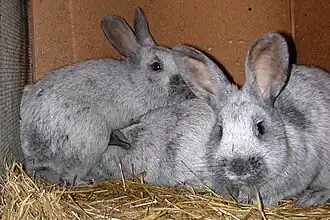 Серебристый кролик (характерные черты)