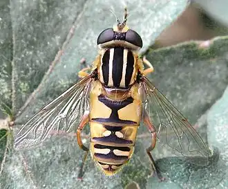 Самка Helophilus pendulus