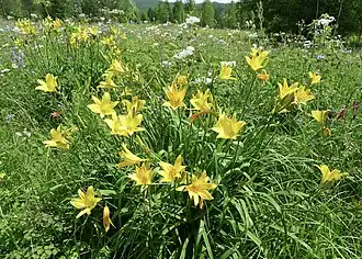 Цветущее растение. Окраины г. Облучье, ЕАО.