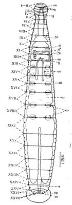 Рисунок Hemiclepsis hubeiensis, выполненный автором первоописания. Римскими цифрами обозначены номера сегментов.
