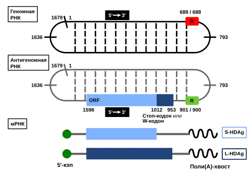 Вирус гепатита дельта23 декабря 2016
