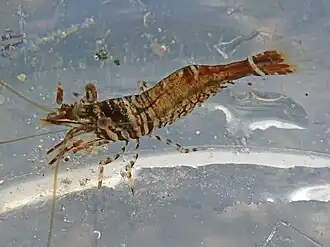 Heptacarpus sitchensis