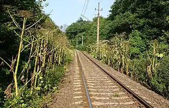 Плодоносящие растения