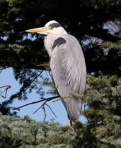 Серая цапля30 августа 2013 года