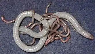 Самка желтоточечной червяги с молодью