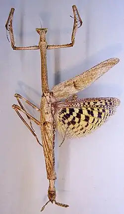 Heterochaeta strachani
