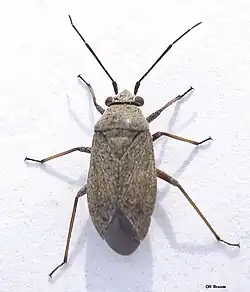 Heterocordylus tibialis