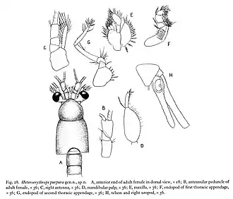 Heteroerythrops purpurus