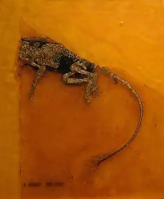 Скелет Heterohyus nanus