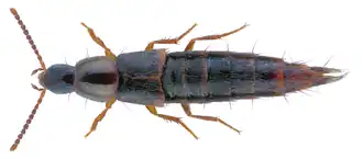 Heterothops aurulenta