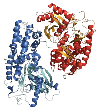 Кристаллическая структура гексокиназы 1 из Kluyveromyces lactis.