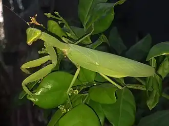 Hierodula patellifera