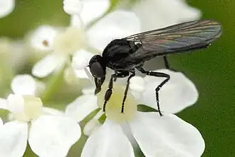 Hilara interstincta