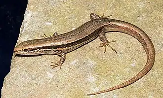 Ablepharus himalayanus