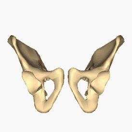 Левая и правая тазовые кости