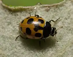 Оранжевая расцветка