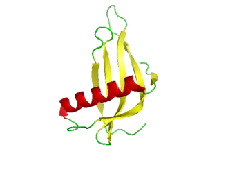 X-ray crystal structure of a single-chain monellin protein.