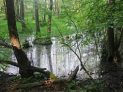Moor im Hohenfinower Wald