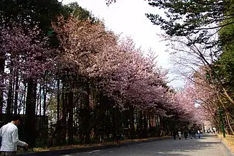 Цветение сакуры на территории храма