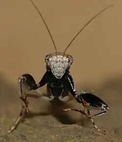 Holaptilon brevipugilis, Иран