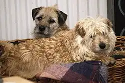 Голландский смаусхонд