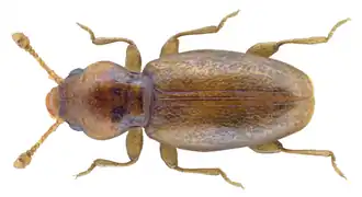 Holoparamecus caularum