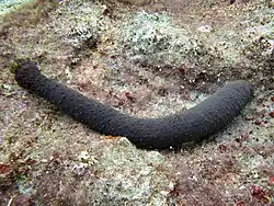 Holothuria flavomaculata