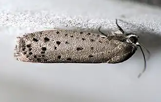 Галактицидовые