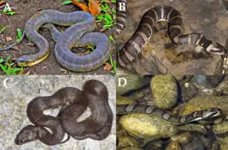 A — Homalopsis buccata, B — Homalopsis mereljcoxi, C — Homalopsis nigroventralis, D — Homalopsis semizonata