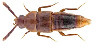 Homoeusa acuminata