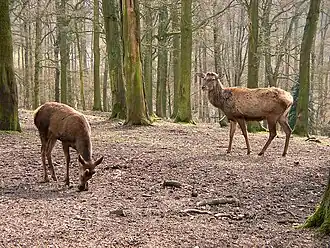Хюльзер-Берг,  март 2011 год