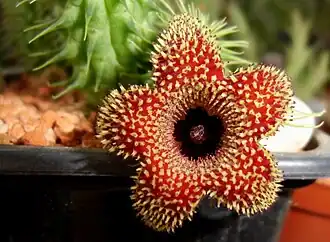 Huernia pillansii