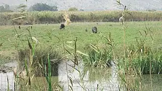 Буйволы, пасущиеся на заболоченных берегах озера Хула